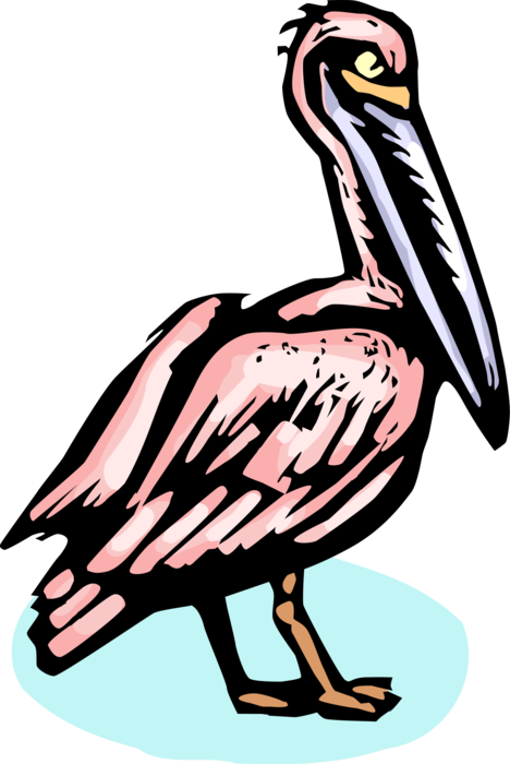 Vector Illustration of Large Water Bird Pelican