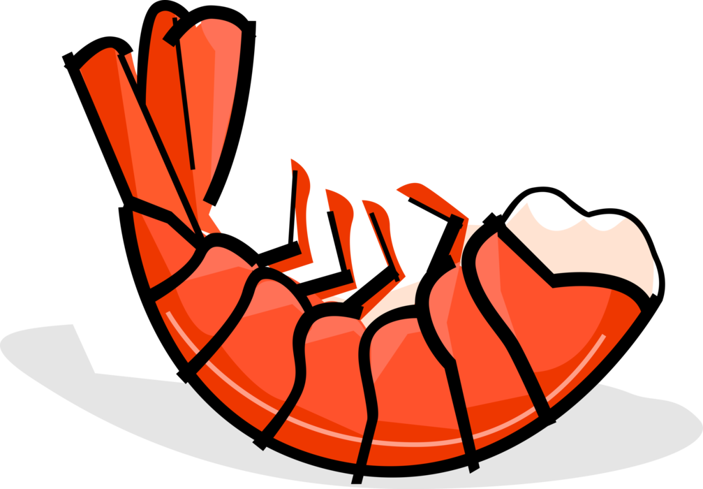 Vector Illustration of Decapod Marine Crustacean Prawn Shrimp Shellfish Seafood