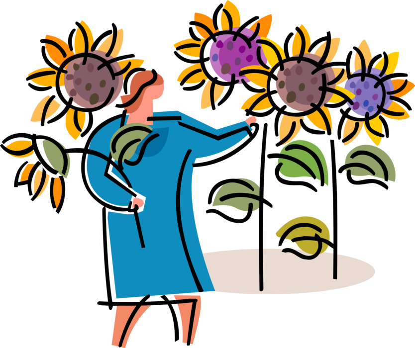 Vector Illustration of Gardener Picks Sunflower Flowers in Summer Garden