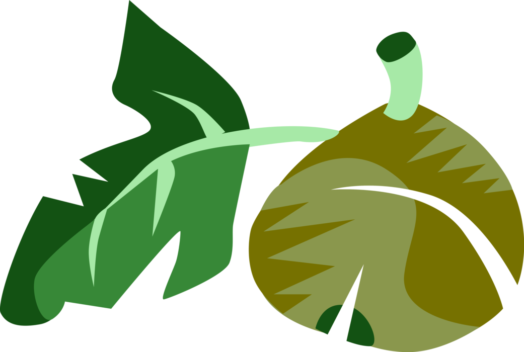 Vector Illustration of Common Fig Fruit with Leaf