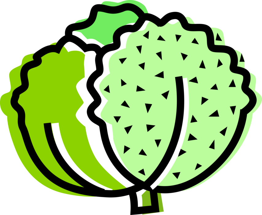 Vector Illustration of Salad Green Edible Leaf Vegetable Lettuce