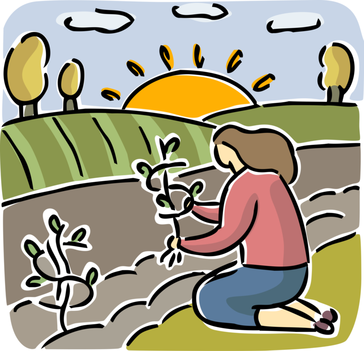 Vector Illustration of Farmer Planting Agricultural Cash Crops in Farm Field with Sunny Outlook for Future Return on Investment