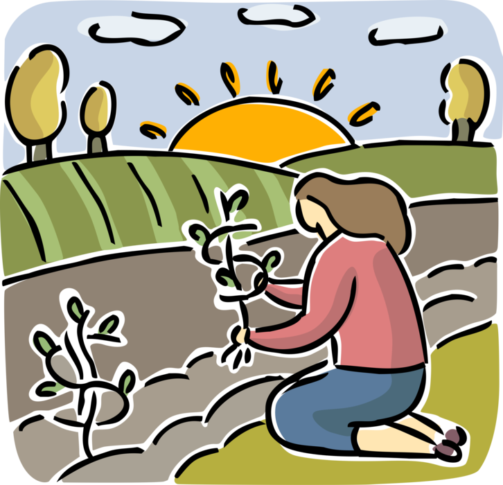 Vector Illustration of Farmer Planting Agricultural Cash Crops in Farm Field with Sunny Outlook for Future Return on Investment