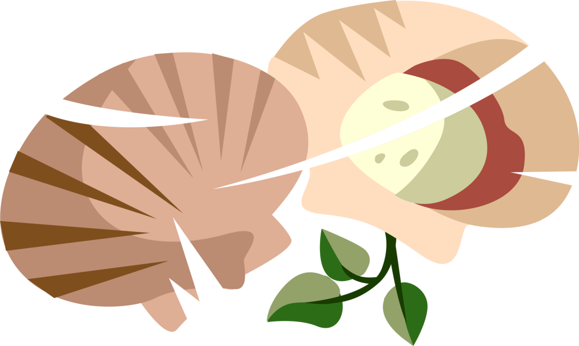 Vector Illustration of Marine Scallop Shell Saltwater Clam or Marine Bivalve Mollusk Seashell