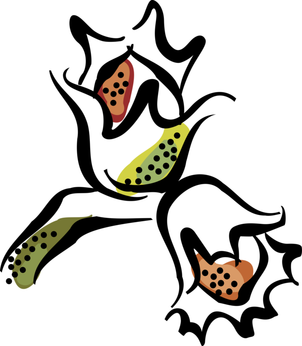 Vector Illustration of Chestnut Edible Nuts Growing on Deciduous Tree