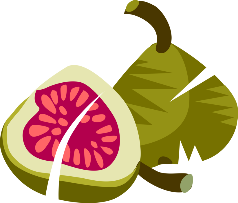 Vector Illustration of Sliced Common Fig Fruit with Leaf