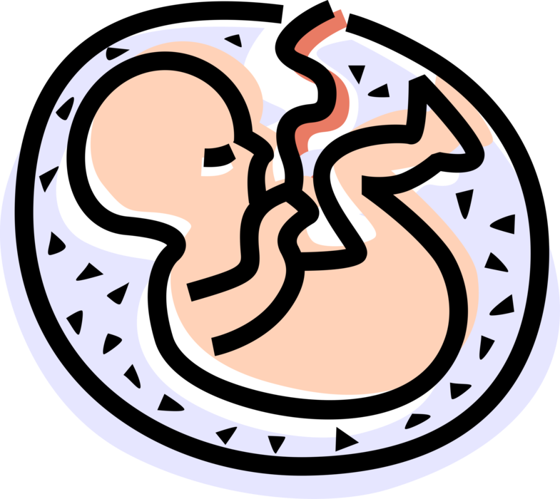Vector Illustration of Fetus Prenatal Human Between Embryonic State and Birth Baby in Womb