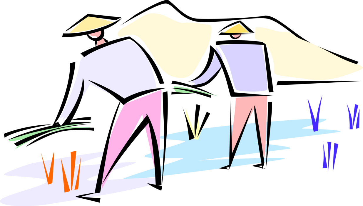 Vector Illustration of Asian Chinese Peasant Farmers Harvest Rice Crop in Paddy Field