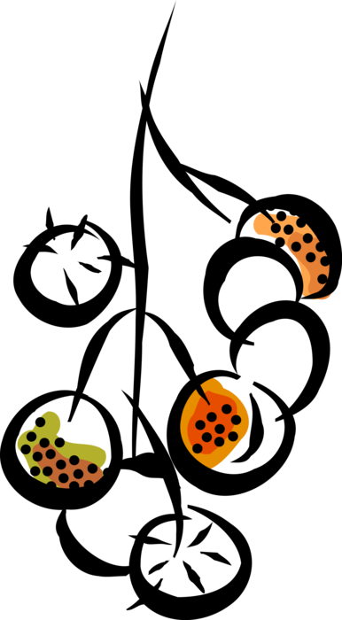 Vector Illustration of Sweet Fruit Cherries