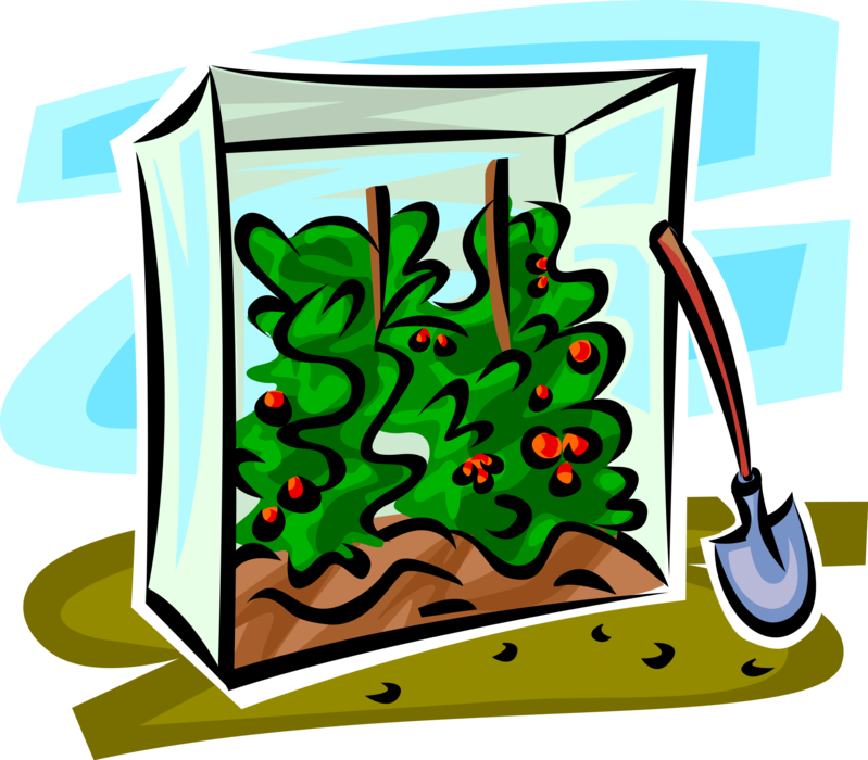 Vector Illustration of Garden Tomato Plants Growing in Enclosed Shelter