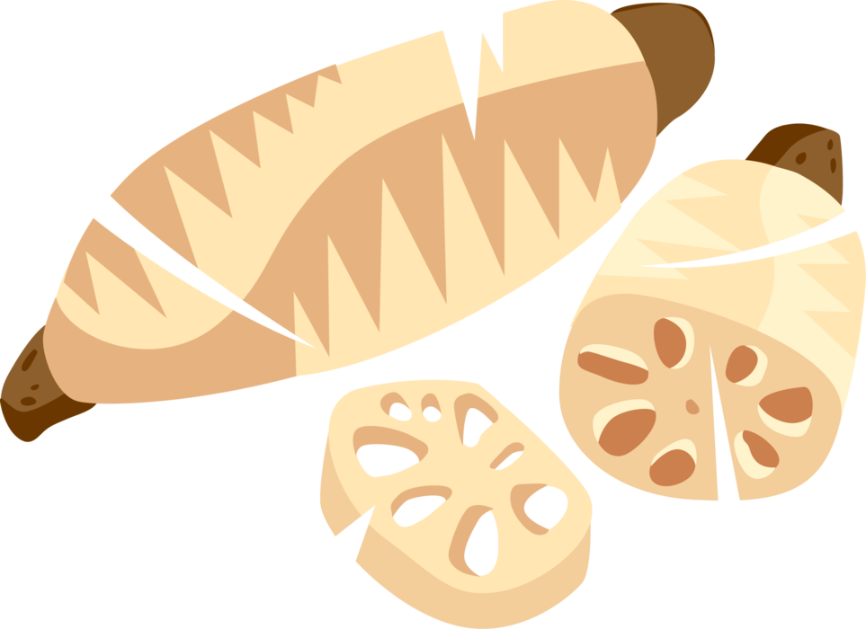 Vector Illustration of Asian Cuisine Lotus Root Rhizome Aquatic Subterranean Plant Stem