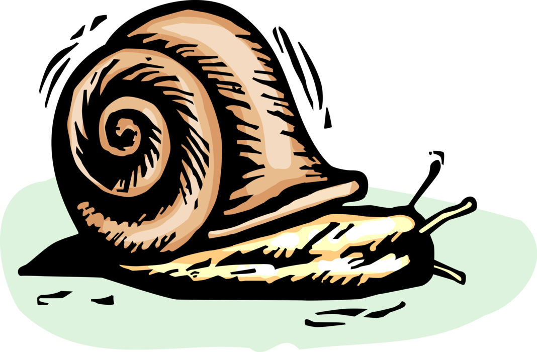 Vector Illustration of Snail or Terrestrial Gastropod Mollusk