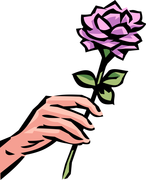 Vector Illustration of Hand Picks Garden Rose Flower Stem and Blossom