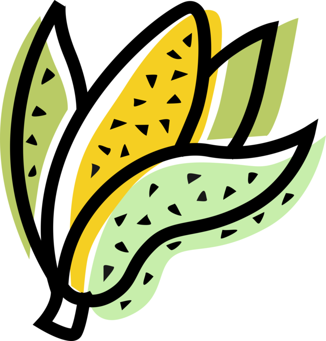 Vector Illustration of Husk or Cob of Corn Maize
