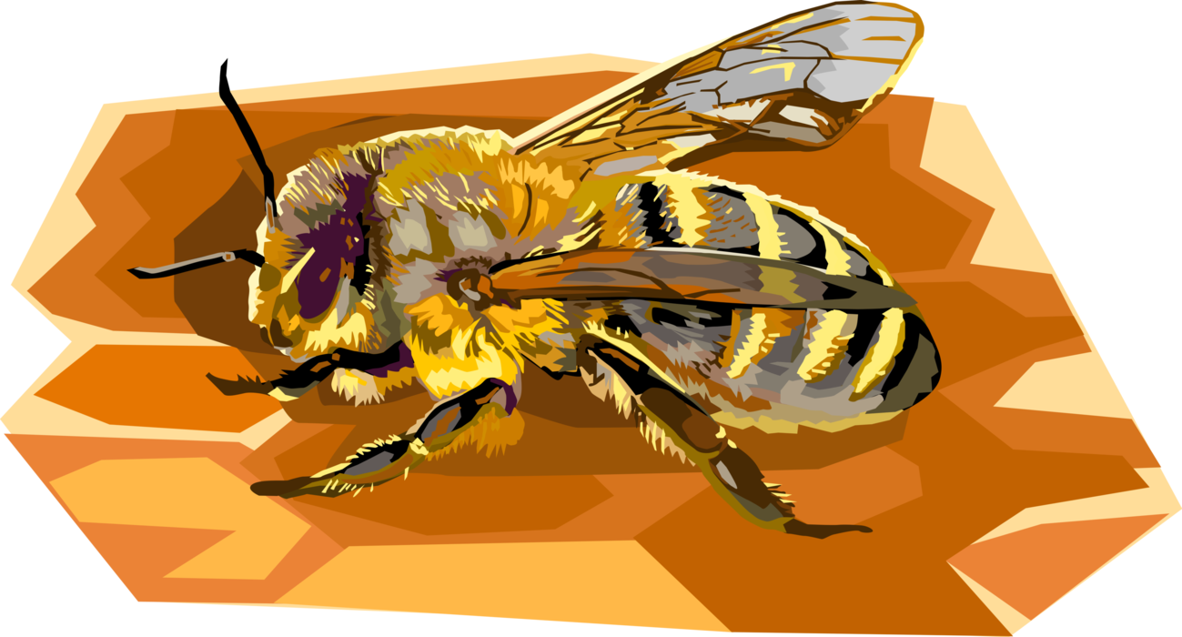 Vector Illustration of Carniolan Honeybee Bumblebee Honey Bee Insect