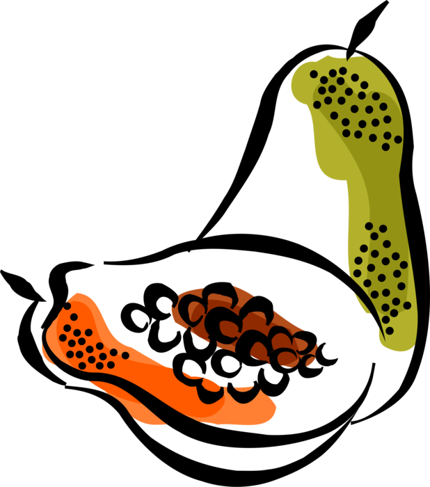 Vector Illustration of Papaya or Pawpaw Edible Fruit and Cooking Aid Also used in Traditional Medicine