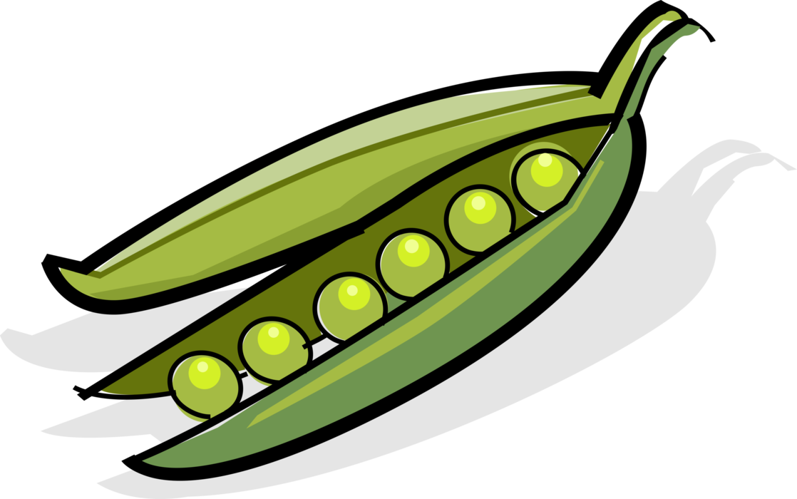 Vector Illustration of Seed-Pod Edible Vegetable Peas in Pod