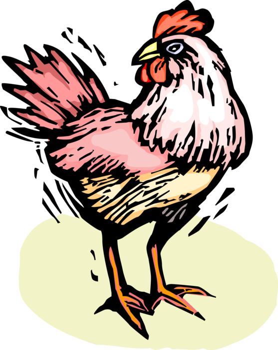 Vector Illustration of Domesticated Fowl Male Chicken Rooster or Cockerel