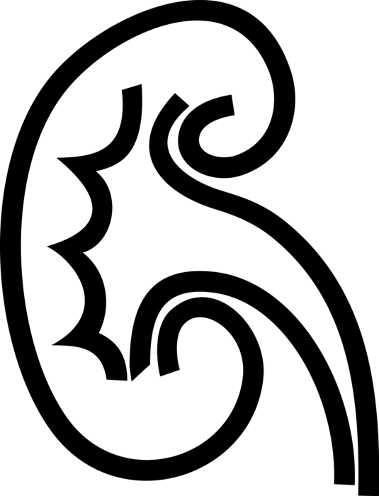 Vector Illustration of Human Kidney Regulates Balance of Electrolytes in Blood