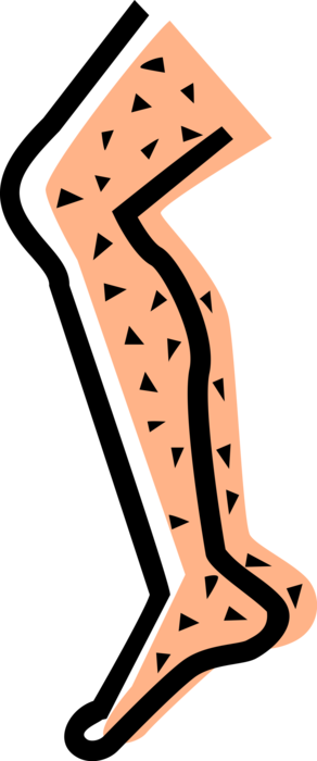 Vector Illustration of Human Leg and Foot