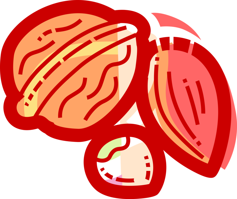 Vector Illustration of Hard Shell Edible Nut Walnut