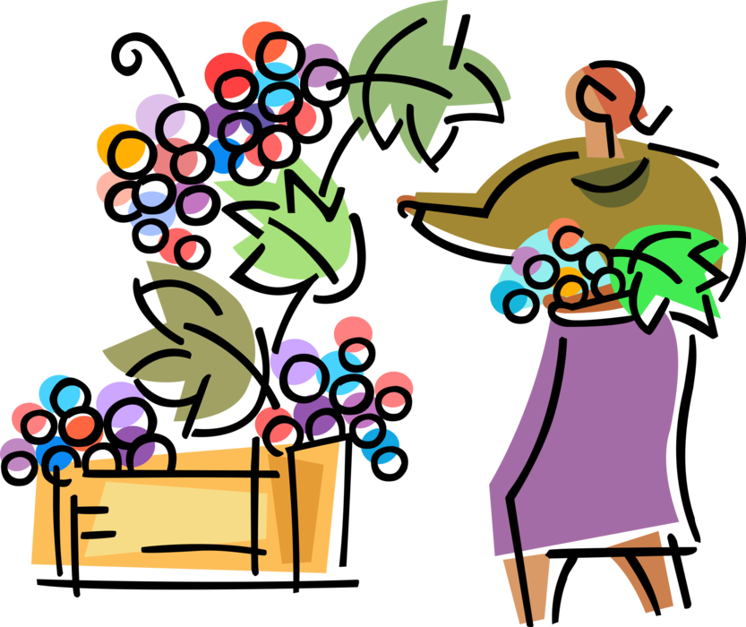 Vector Illustration of Winemaker or Vintner Farmer with Fruit Wine Grape Harvest from Vineyard