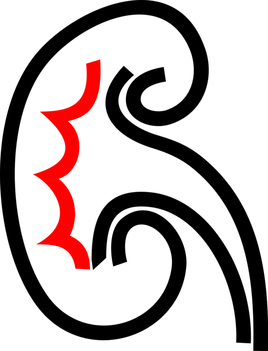 Vector Illustration of Human Kidney Regulates Balance of Electrolytes in Blood