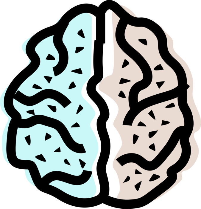 Vector Illustration of Human Brain Left and Right Hemisphere