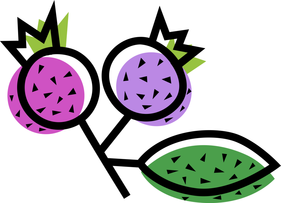 Vector Illustration of Blueberries Growing on Fruit Blueberry Bush