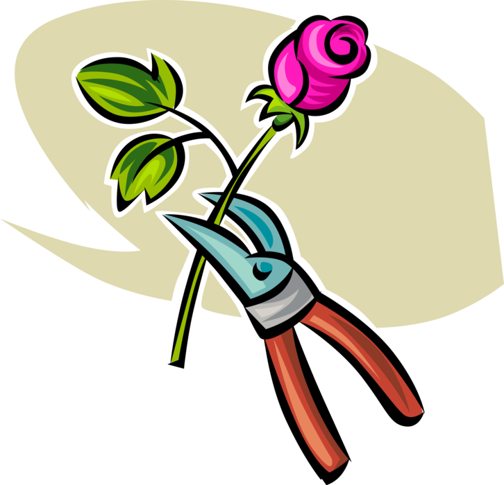 Vector Illustration of Gardening Shears and Rose Flower