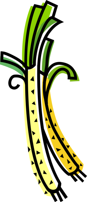 Vector Illustration of Green Scallion Onion Vegetable Shallots 