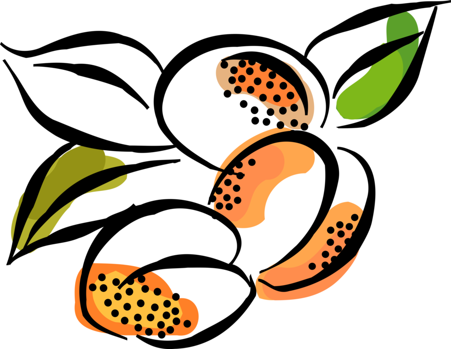 Vector Illustration of Plum Edible Fruit