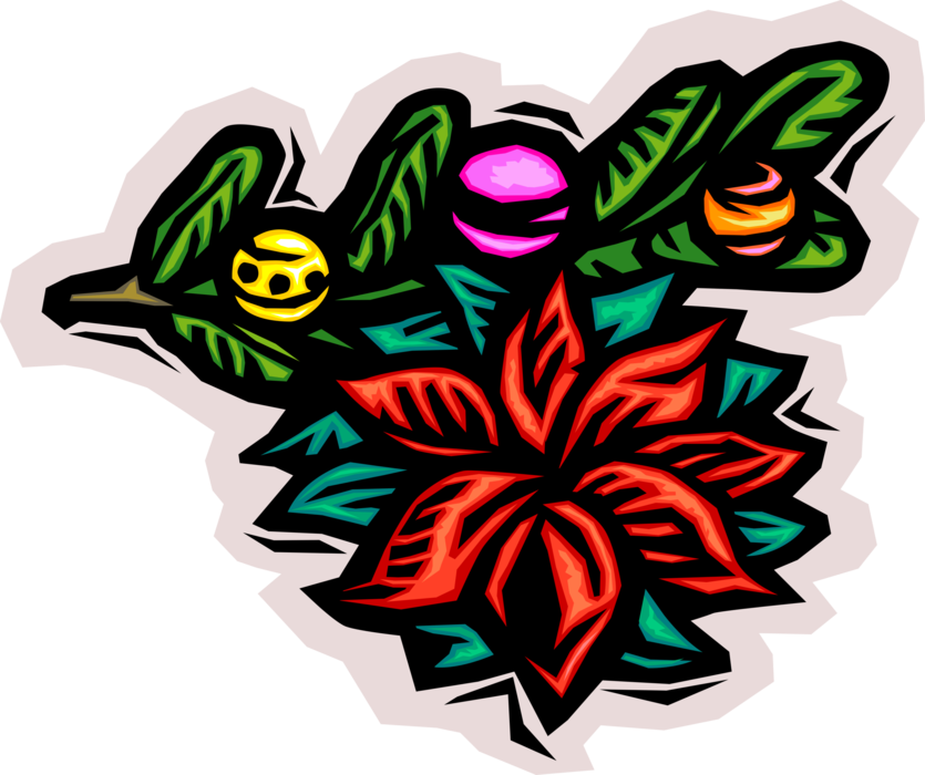 Vector Illustration of Poinsettia Traditional Christmas Flowering Plant with Red and Green Foliage