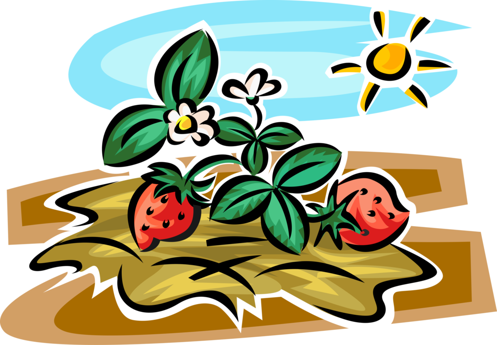 Vector Illustration of Garden Strawberry Edible Fruit Plant in Garden