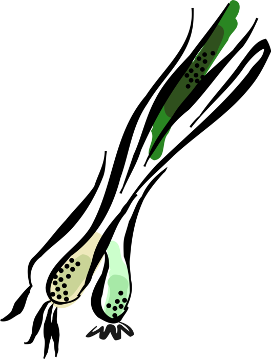 Vector Illustration of Scallion Onion Shallot Vegetable Eaten Raw or Cooked