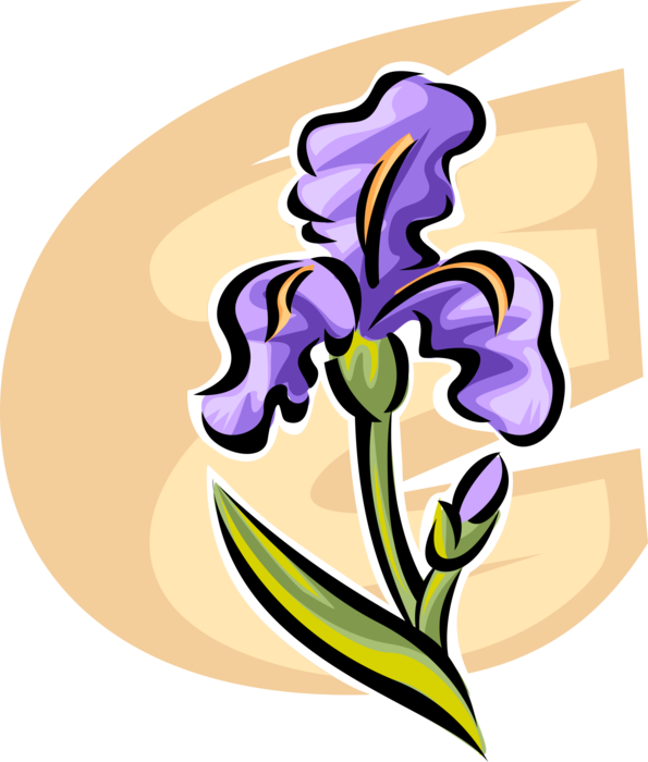 Vector Illustration of Iris Perennial Flowering Plant Flower