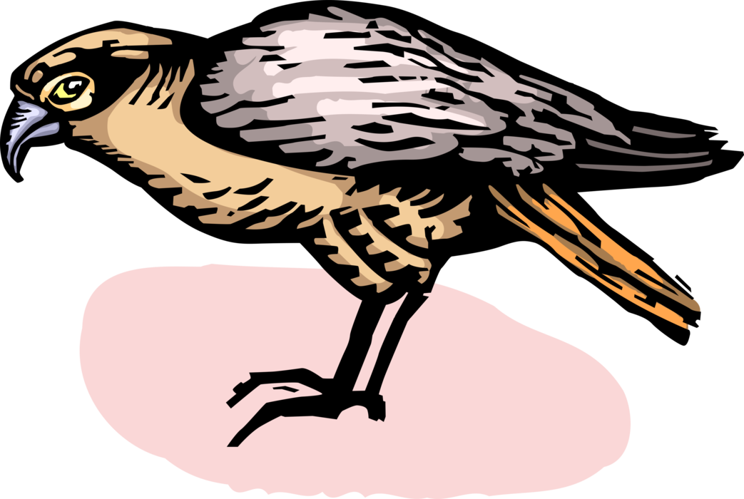 Vector Illustration of Peregrine Falcon Bird of Prey 