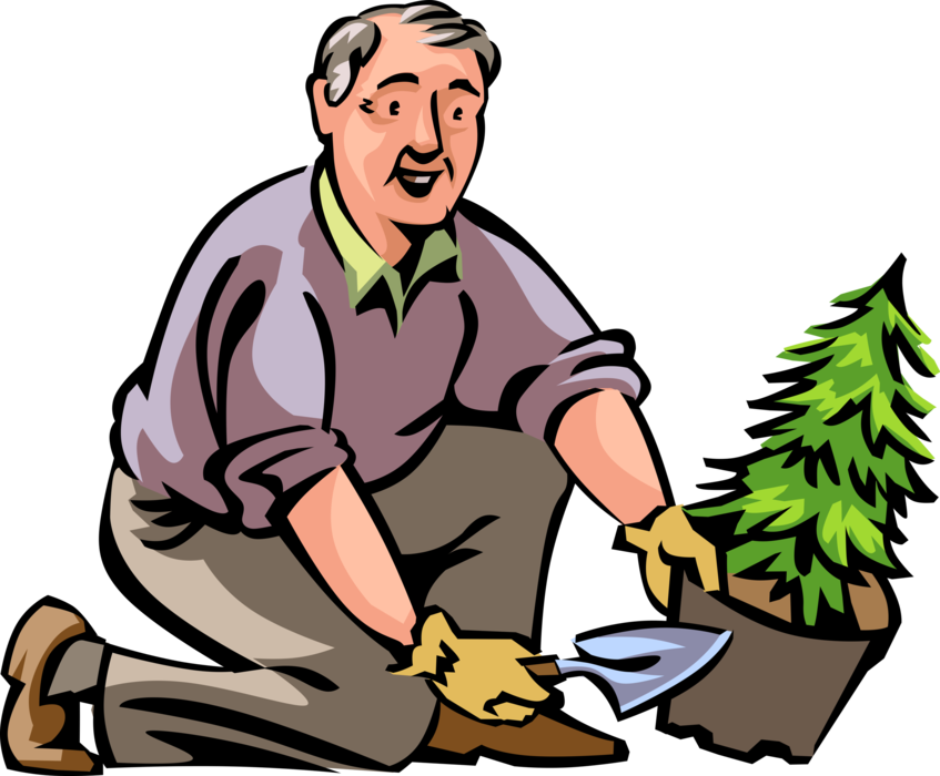 Vector Illustration of Retired Elderly Senior Citizen Gardener Transplants Conifer Evergreen Tree in Garden