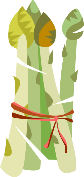 Vector Illustration of Bundle of Vegetable Asparagus Spears