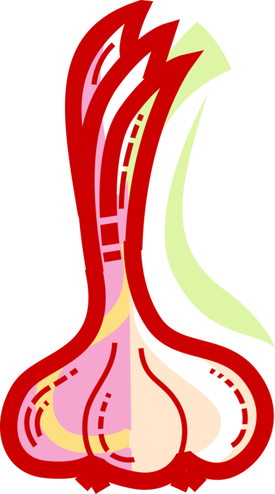 Vector Illustration of Edible Pungent Culinary Bulb Plant Garlic