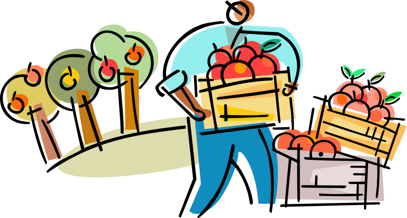 Vector Illustration of Farmer in Fruit Orchard Harvests Apple Crop for Commercial Market
