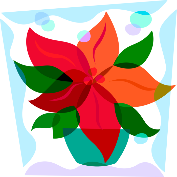 Vector Illustration of Poinsettia Traditional Christmas Flowering Plant with Red and Green Foliage