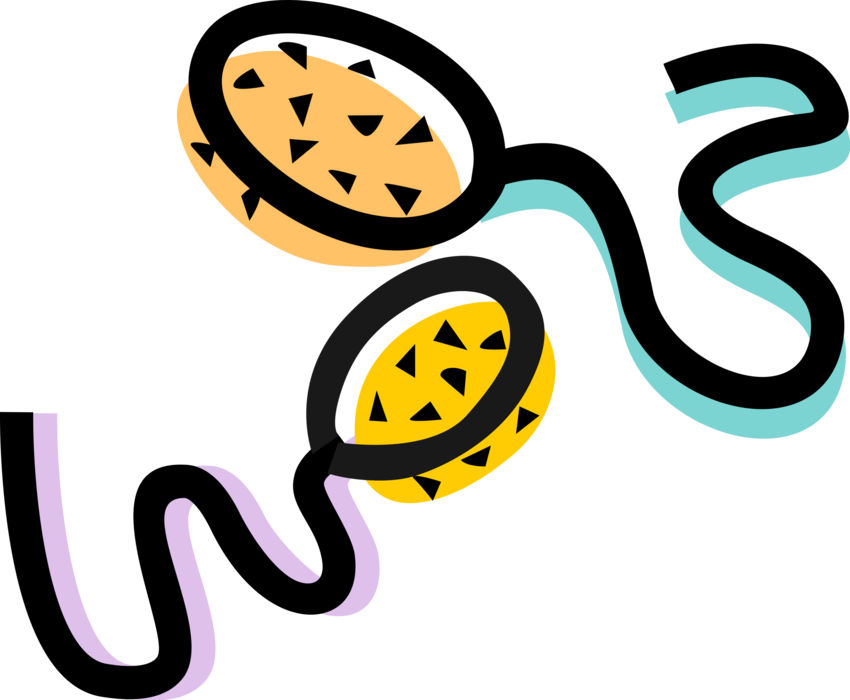 Vector Illustration of Sexual Reproduction Male Sperm Swimming to Fertilize Female Egg