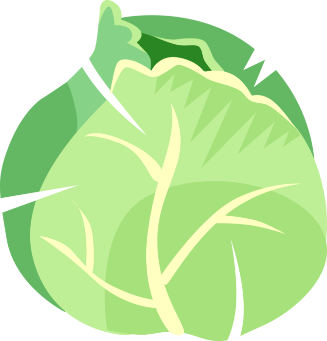 Vector Illustration of Leafy Green Cabbage Edible Vegetable Plant