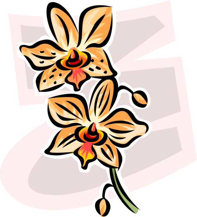 Vector Illustration of Botanical Flowering Plant Garden Lily Flower Blossom