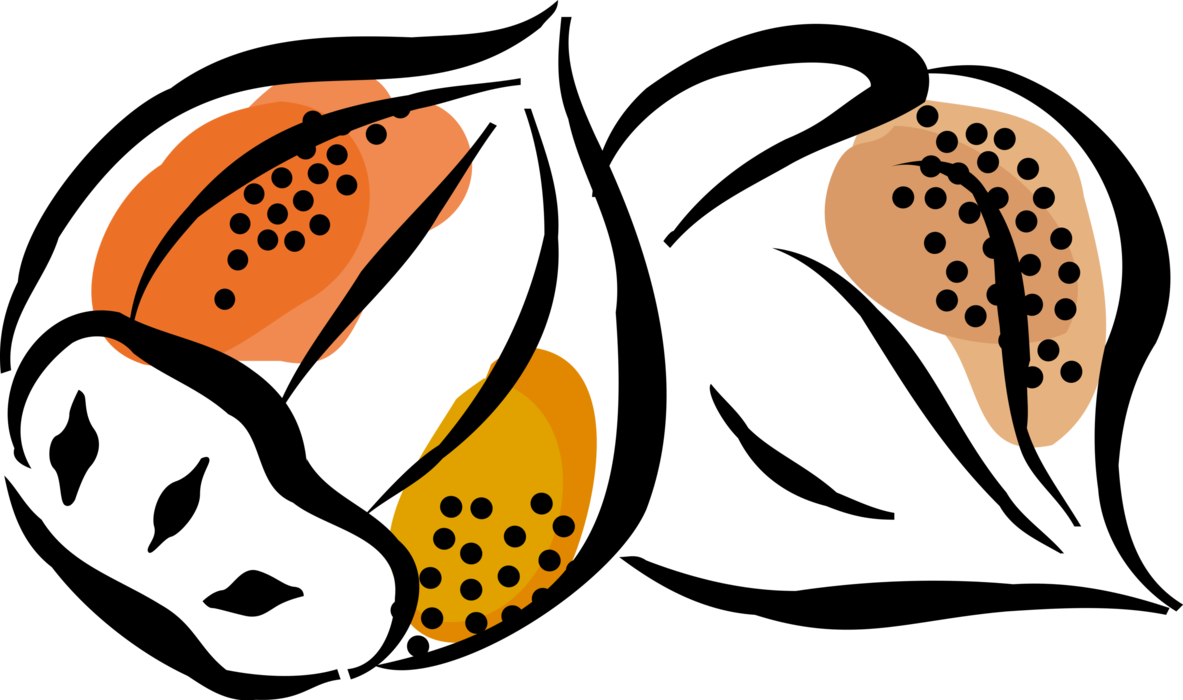 Vector Illustration of Hard Shell Edible Chestnut Seed Nut