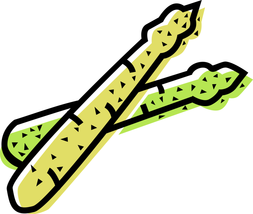 Vector Illustration of Vegetable Asparagus Spears