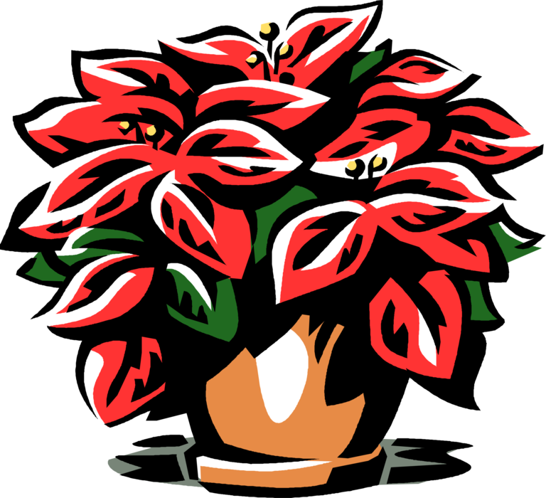 Vector Illustration of Poinsettia Traditional Christmas Flowering Plant with Red and Green Foliage