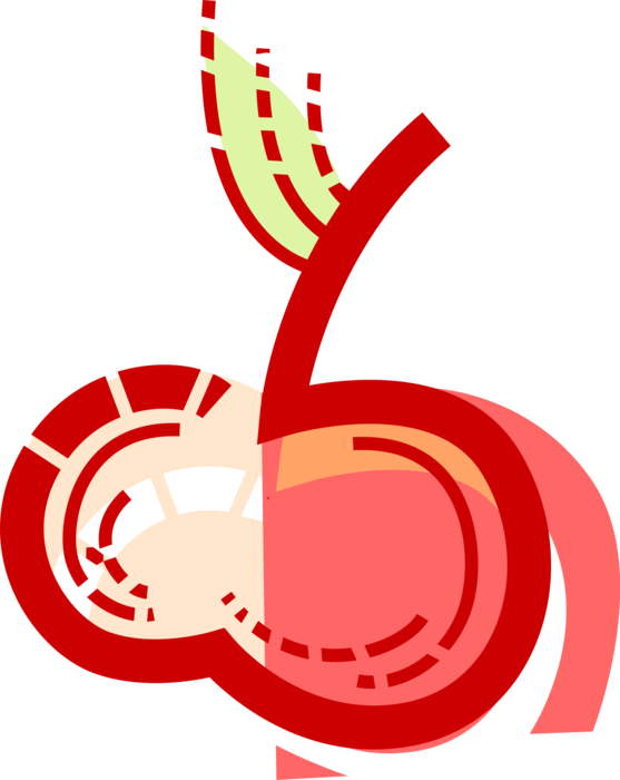 Vector Illustration of Pomaceous Food Fruit Apple