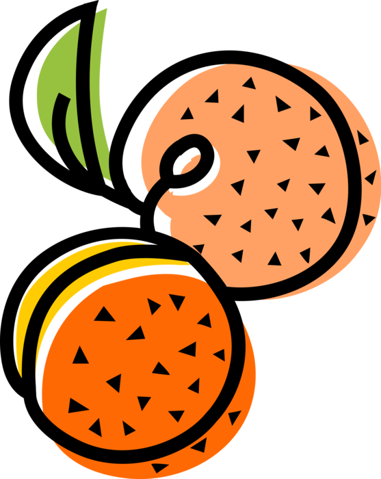 Vector Illustration of Edible Fruit Peach or Nectarine